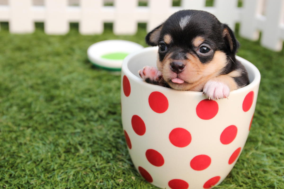 Labrador Retriever Puppies: A Complete Guide
